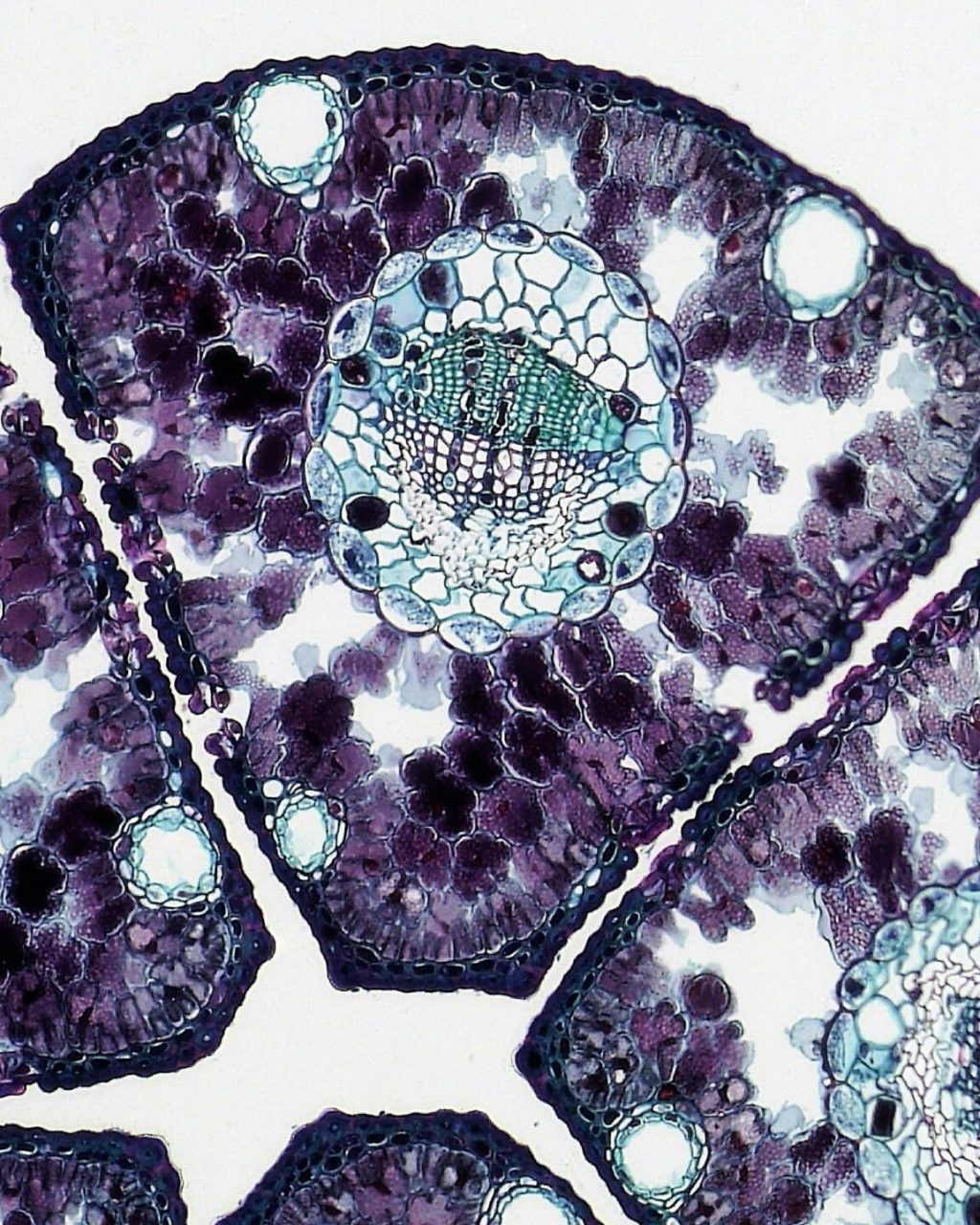 BiologyCells BiologyCells